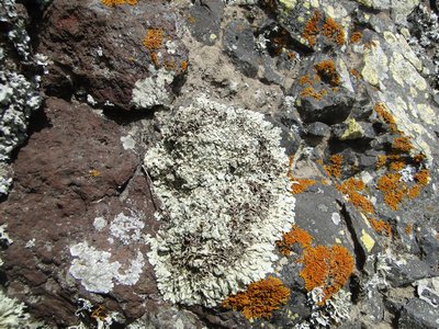 [Xanthoparmelia sp.]
